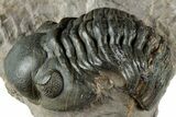 Curled Reedops Trilobite - Atchana, Morocco #312345-2